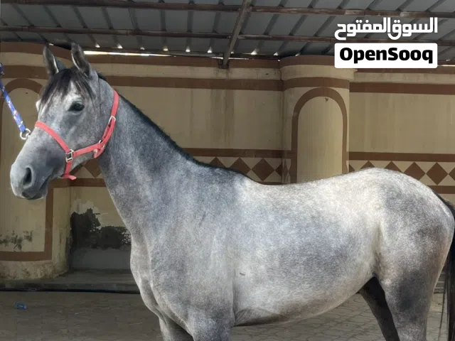 للبيع فرس عربيه أصيله