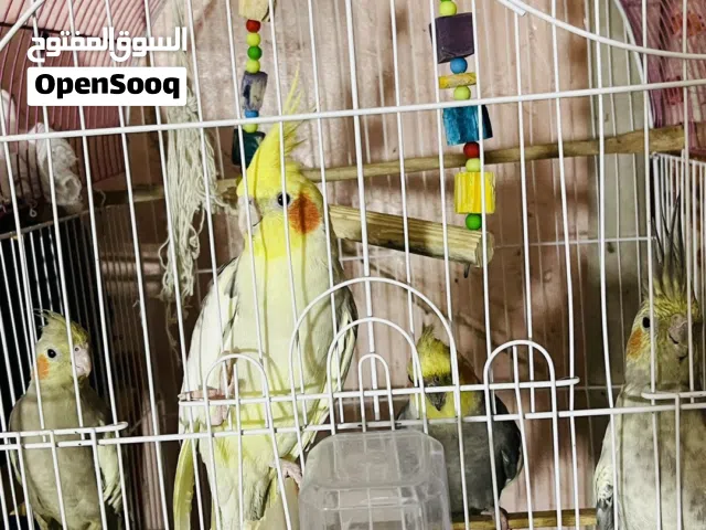كوكتيل ربة مال بيت نضيفات مابيهم عضة بس كانوا اليفات وانتركوا  ابيعهم هم والقفص 120000