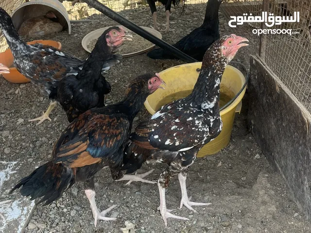 دجاج باكستانيات للبيع