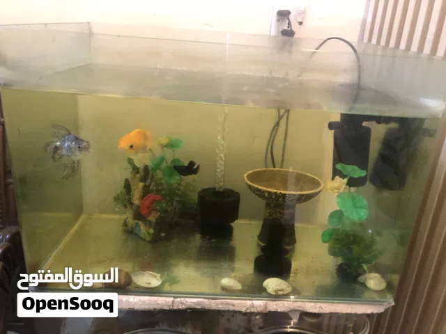 حوض سمع مع ملحقاته و ثلاث اسماك