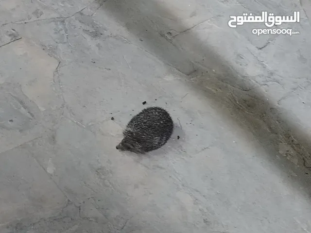 قنفذ للبيع صحه ونضافه