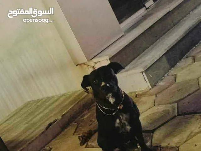 بيتبول عمر سنة بسعر حرق بداعي السفر