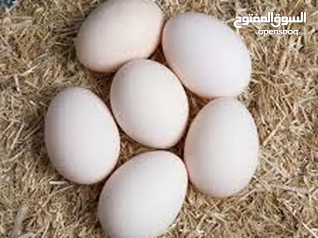 بيض عماني ملقح للبيع تجميع اليوم