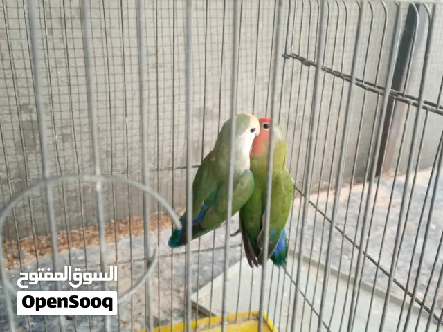 كوبية روز مصوقرة