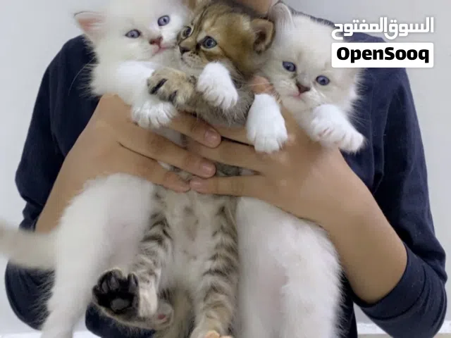 Kitten white 2 and 1 brown
