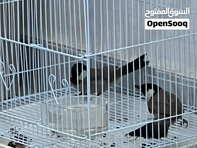 بلبل بلابل