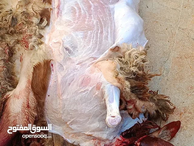 لحام منزلي متنقل لذبح كافة الاضاحي والعقائق يوجد لدينا خرفان بلدي وروماني