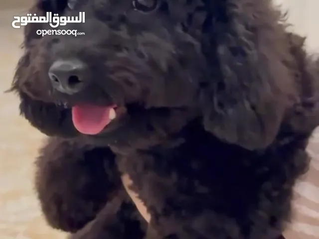 Adorable Black Toy Poodle