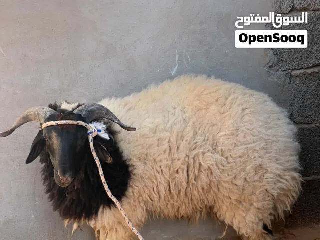 خروف وطني للبيع حالته الصحية ممتازة