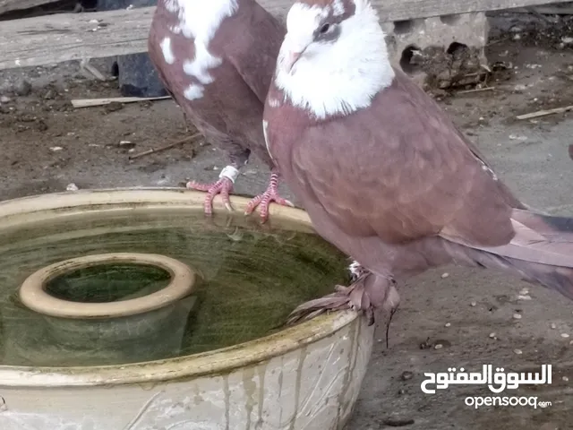 طيور حمر للبيع