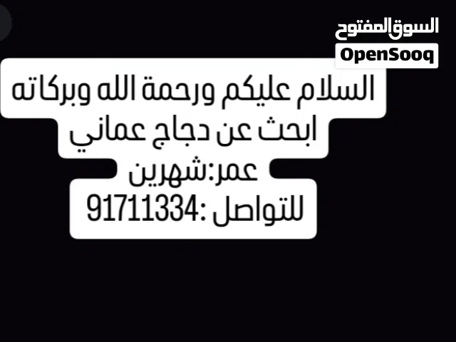 دجاج عماني 1