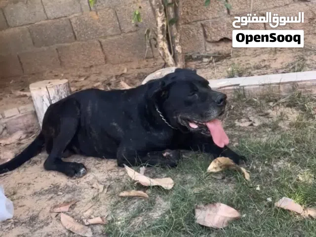 متاح كوبيه لقوا الا بلله