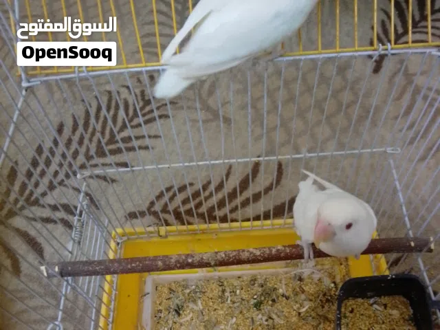 جوز فشر البينو
