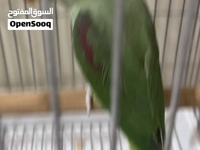 بيبي متوه مو ربوه