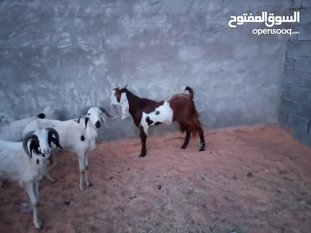 اربعه خرفان ونعجعه البيع 4500