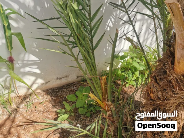 صرم خلاص للبيع