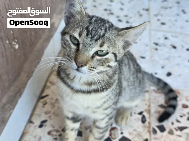 قطوس لتبني