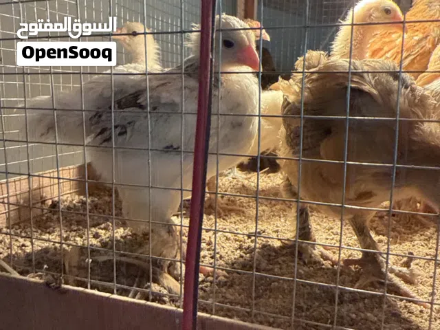 فرخ دياي براهمة جامبو