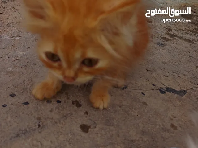 قطط شيرازي صغار غير ملقحات