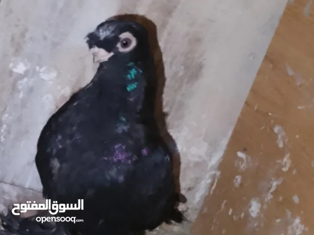 طيره  مخلفه