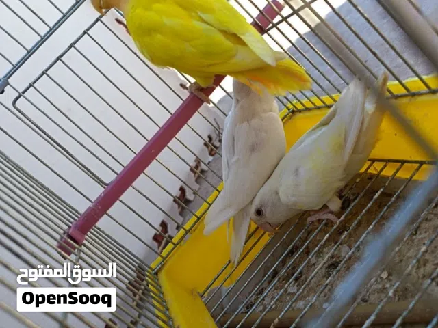 إنتاج بركاديلو روز