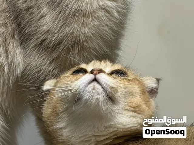 انثى سكتش فولد