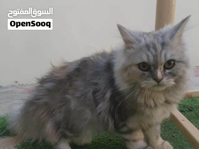 اسم القطه سوزي