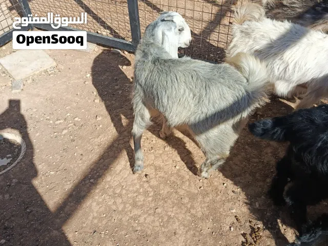شعاري للبيع