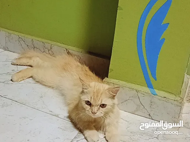 شعراني جميل