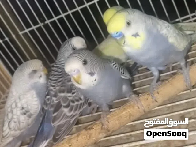 محل طيور و الحيوانات ومسلتلزمات