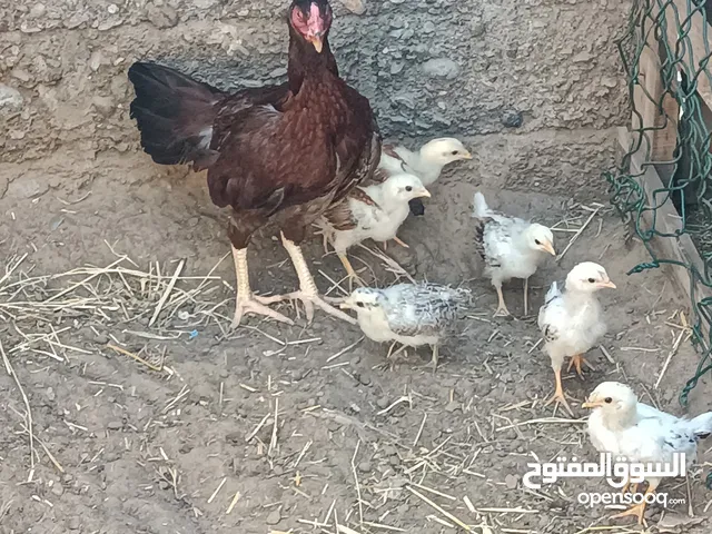 دجاجه باكستانية  نوع سندي عنده 6 فروخ عمرهن شهر