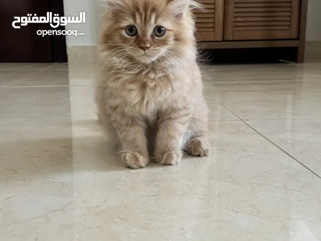 Kitten for adoption