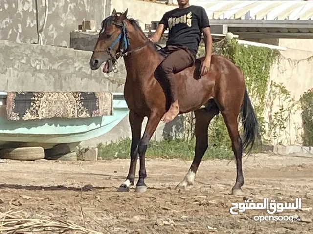 حصان انگليزي عمرة اقل من سنتين السعر والتفاصيل خاص