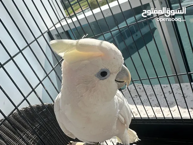 ببغاء كوكاتو جوفين