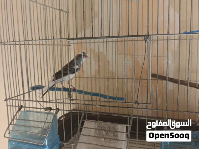 فحل كنار جيزة