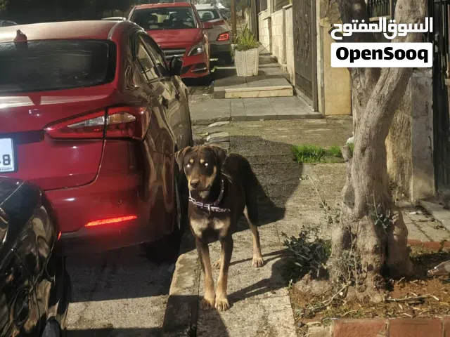 روت وايلر ( أنثى )