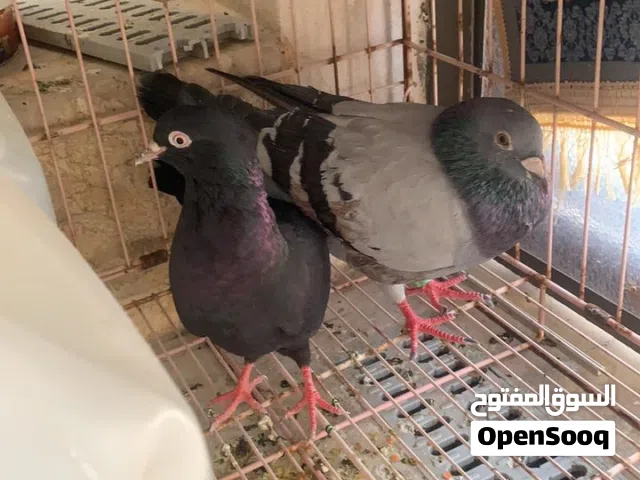 مطلوب...مطلوب فرخات زواجل اسعار مناسبه مناسبه المكان البصره رقمي بالوصف
