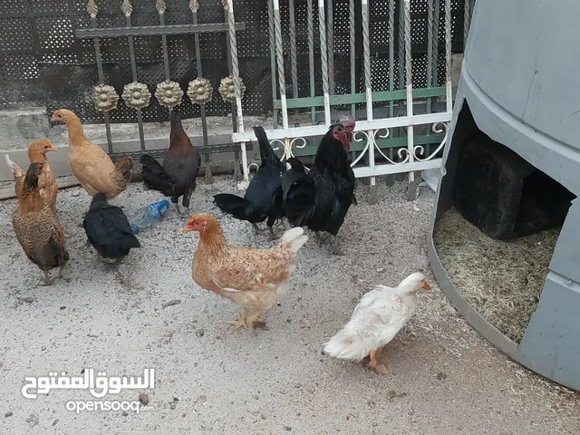 6 دجاجات وديكين وبطة للبيع