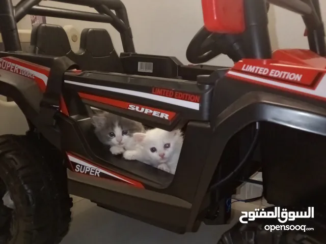 قطط صغار عمر شهر ونص (45يوم)....  مكس شيراز للبيع
