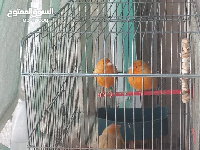 طيور كنار للبيع