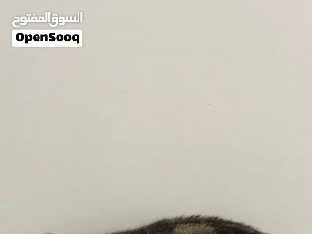 للتبني  أنثى سكوتش شورت