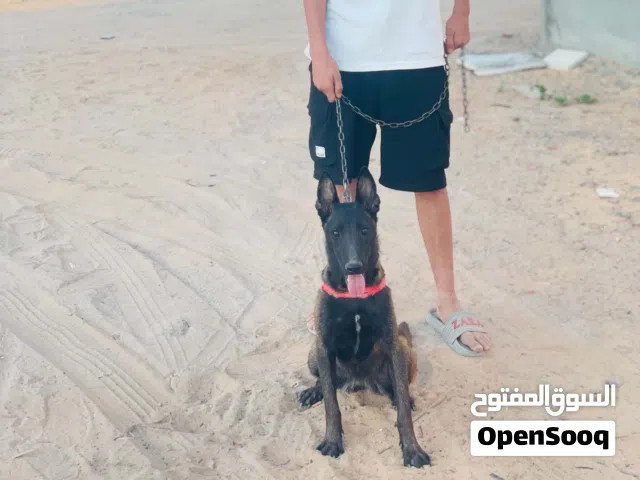 كلبه مالينو