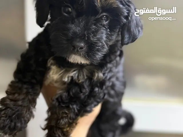 كلب عمره 45 يوم من نوع بودل ذكر