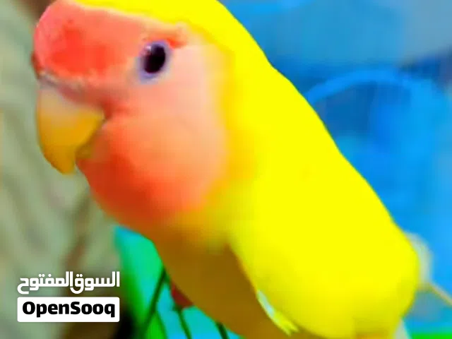 ذكر روز بالغ ذكي جدا ويتعلم بسرعة
