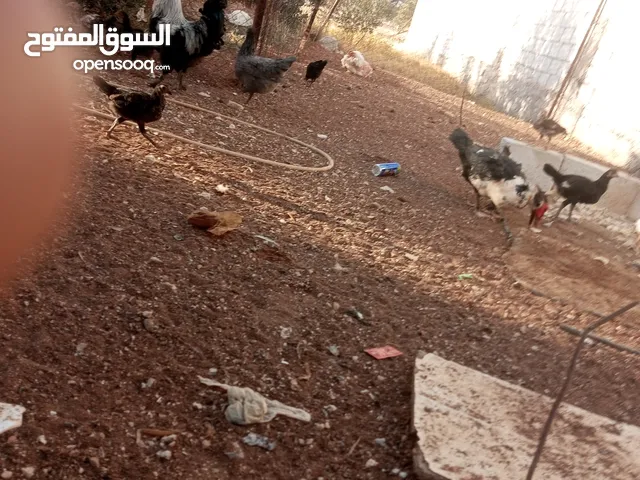 موجود انثى بط مصري ديك دجاج بلدي