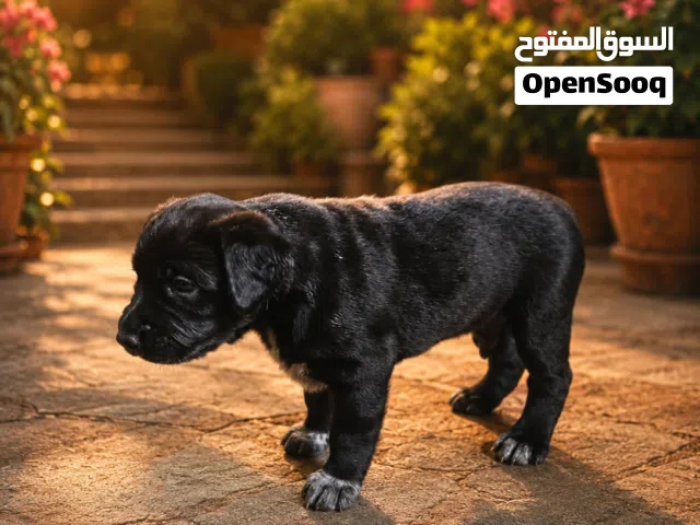 اللابرادور