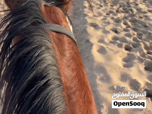 حصان مصري للبيع علي السوم
