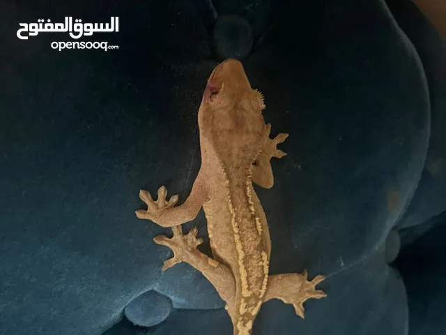 lily white crested gecko