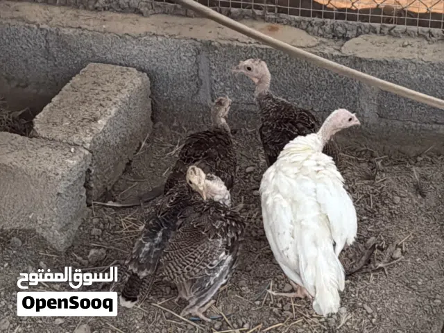 للبيع دجاج رومي