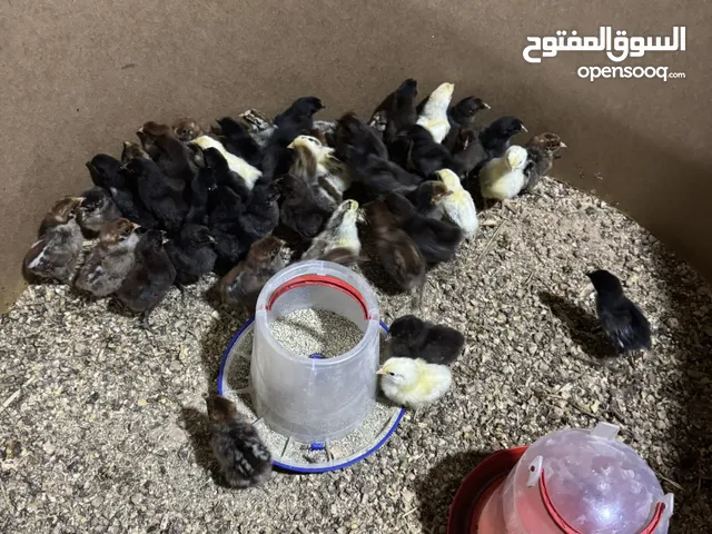 كتاكيت خليط السلالات الحرة اسبوع